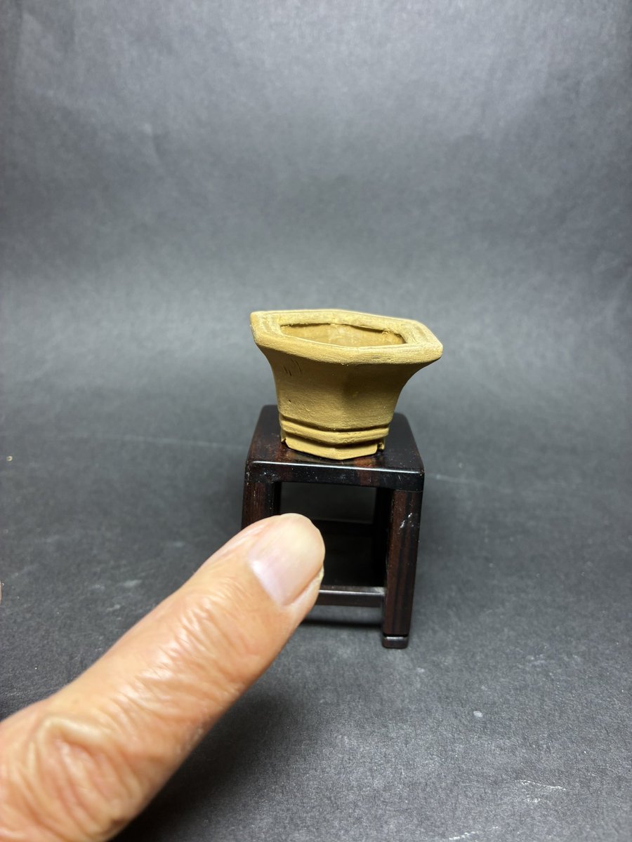 盆栽小鉢　信心　(shinjin) tweet media