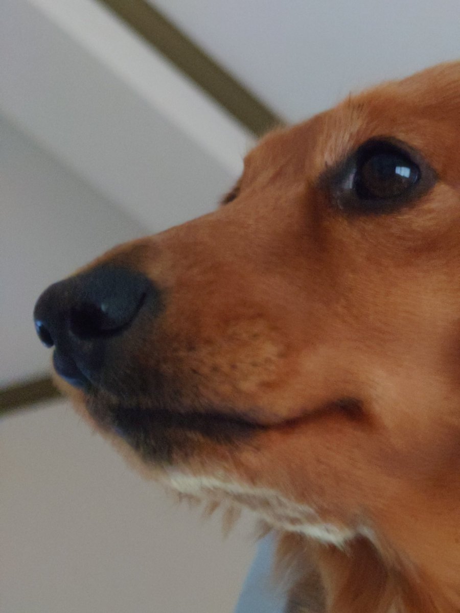 ラッキー tweet media