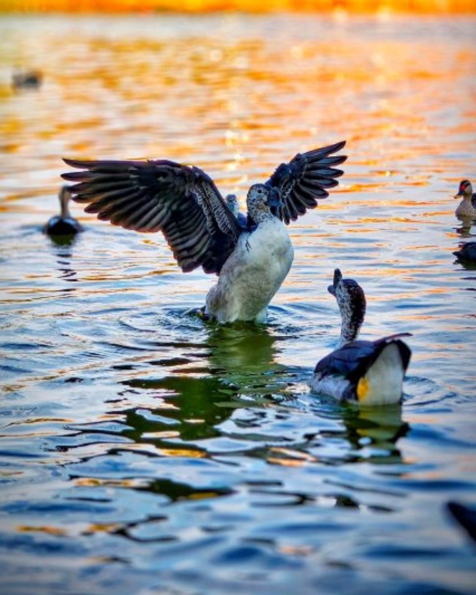 Vivo_GLOBAL's tweet image. The moment to fly.​
But first… a very dramatic pause.​
Captured by (IG) kapturebyvm​
​
#vivo #Shotonvivo #vivoVISIONplus #photographtogether