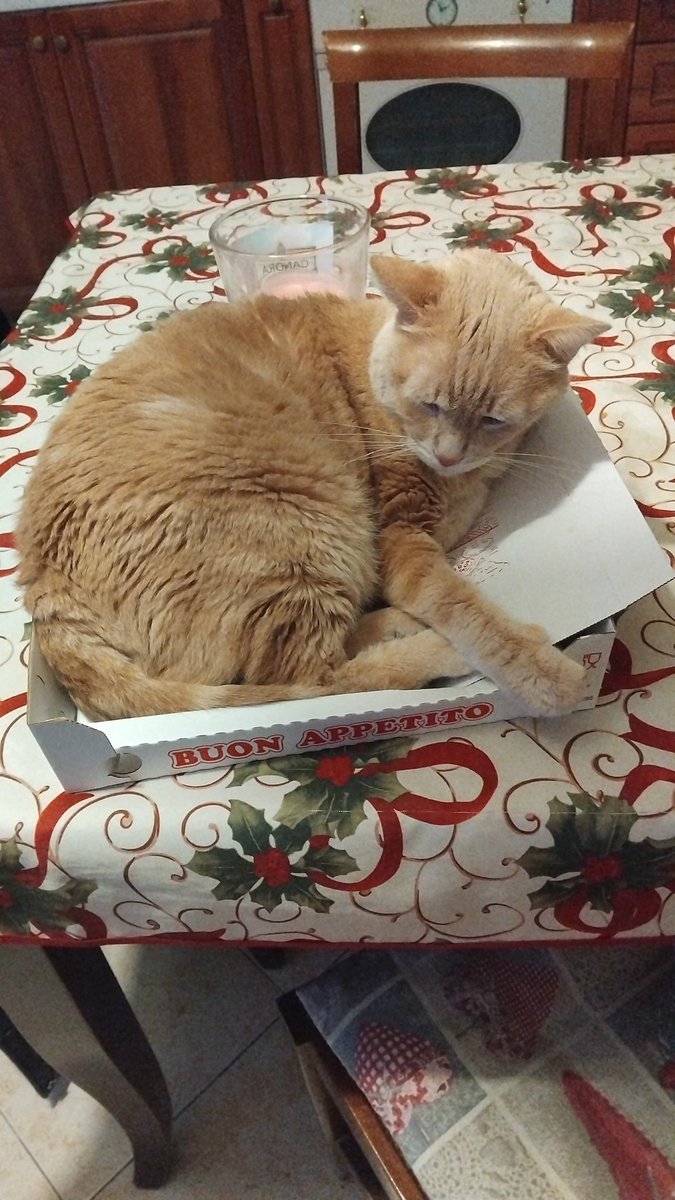 Casa senza gatto è solo un edificio; con un gatto è un regno.
Fulmine