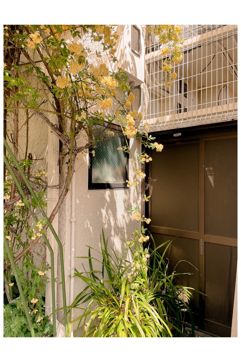 𝚝𝚜𝚞𝚔𝚞 tweet media