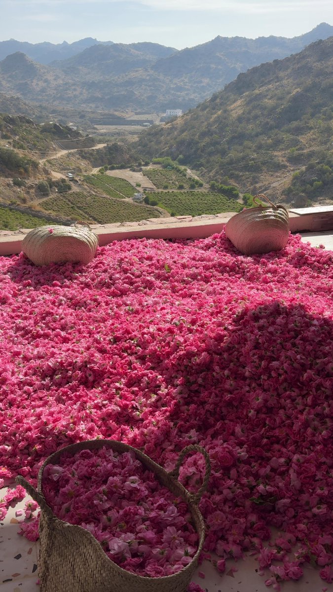 أرزة🇱🇧 tweet media