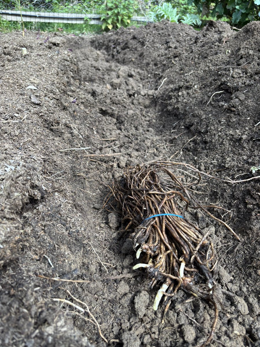 AlanEDown's tweet image. It doesn’t look very exciting but this is how to plant asparagus roots! #inmygardennow
 #gardeningtips