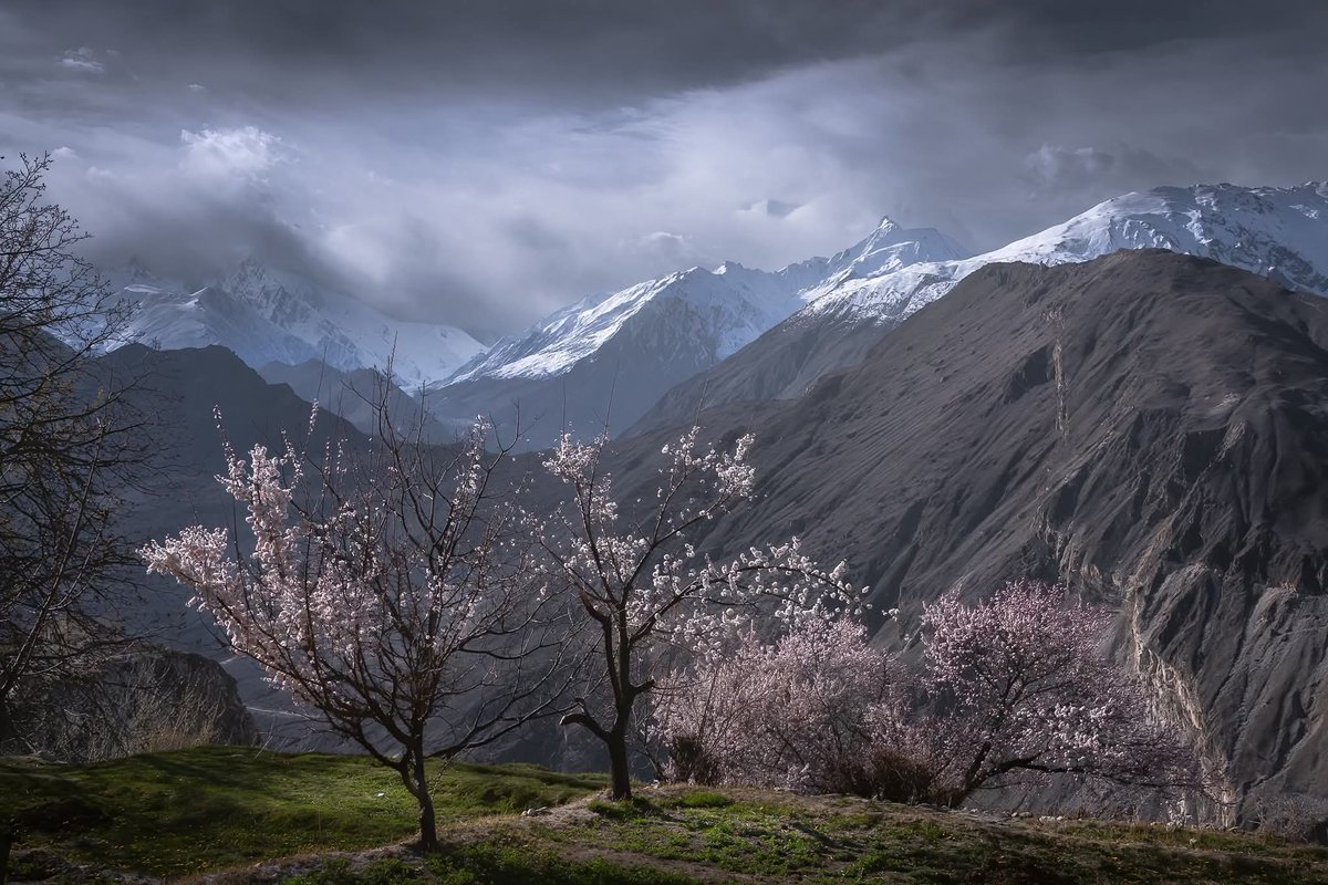 azeem_hunzai's tweet image. Heaven in the heart of Karakorum Mountain ranges known as Hunzu-Nager 🌸

#Hunza #nager #springblossom