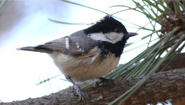 【野外鳥類学講座「鳴き声による識別・調査入門編」開催のご案内（6/6～6/7）】

野鳥の鳴き声による識別点の解説、ラインセンサス、テリトリーマッピング等の調査方法、結果のまとめ方を学び、野外実習で体験していただきます。
鳥類調査を始めたい方、ぜひご参加ください。

wbsj.org/activity/event…