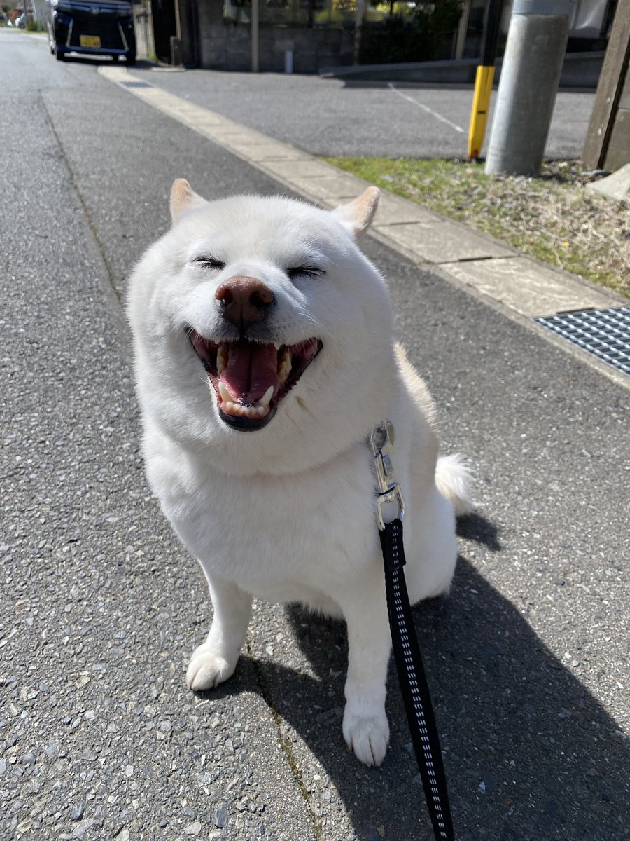 こんにちわん☀️
