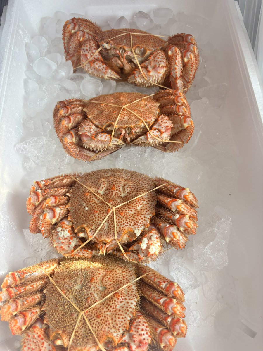 🦴Kamui (･¨ ●) SёcrёtMG 🦴Silva(仮) tweet media