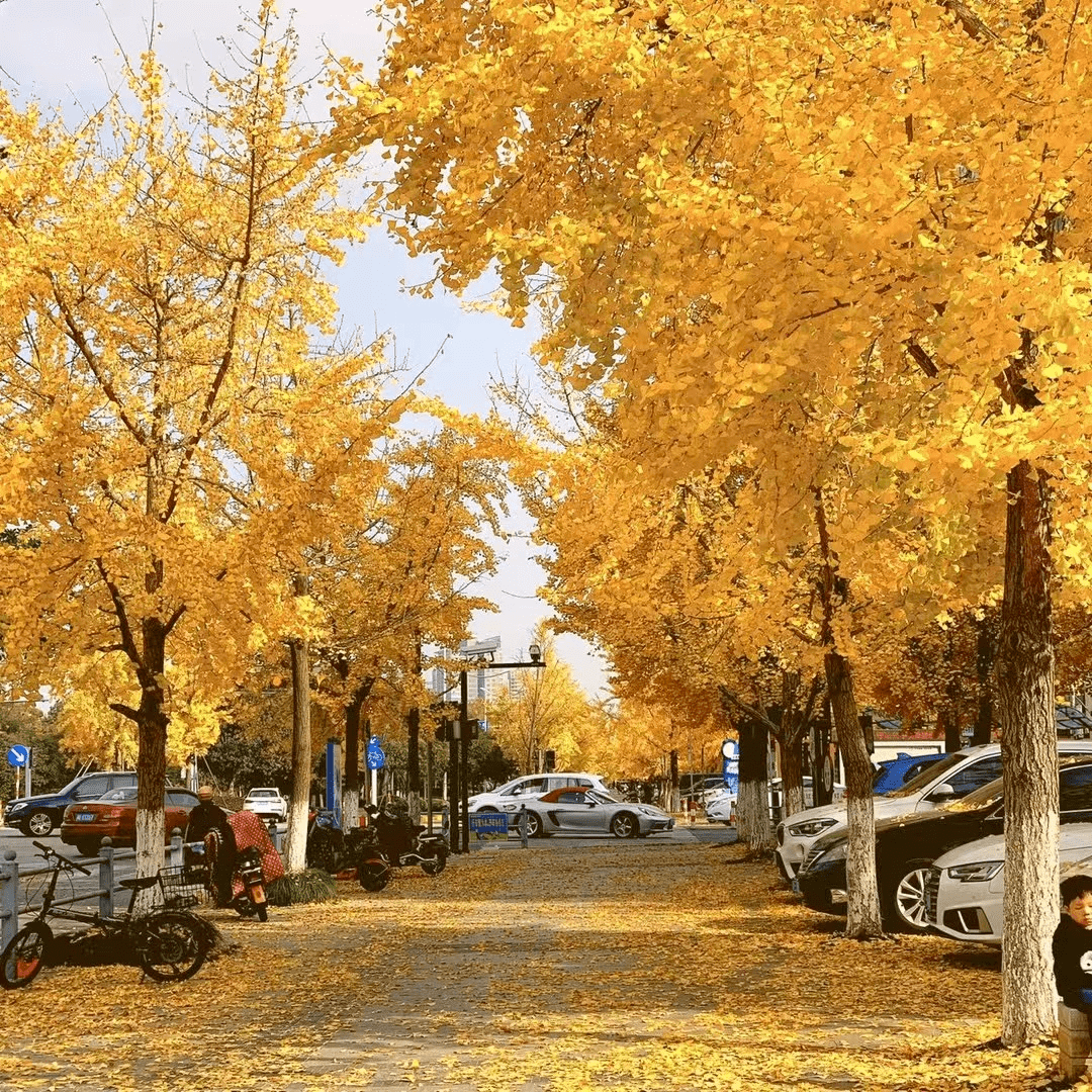 ياسر عرفات tweet media