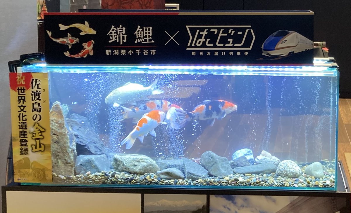 JAL de はこビュン」を活用して国魚「錦鯉」を新潟からシンガポールに