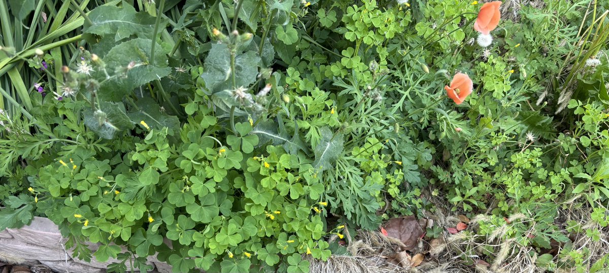 🎸とむ🎸 tweet media