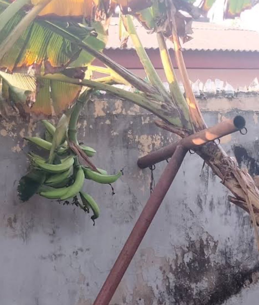 Kunmi Àgbà Farmer tweet media