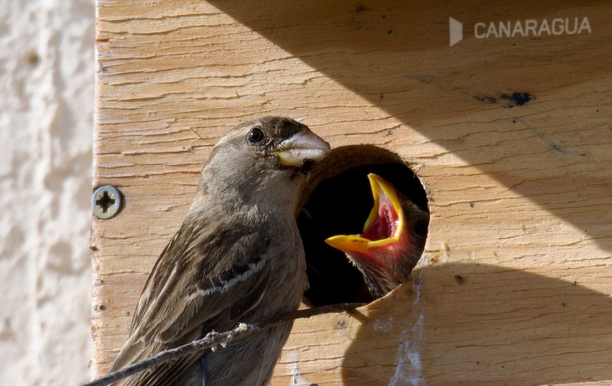 Canaragua's tweet photo. #DíaMundialDeLaCreatividadYLaInnovación 🗓️
🌿 "Nada más creativo que la propia #Naturaleza".
 
Como cada año en las #CajasNido en la #EDAR de #ElTablero SB de #Tirajana comienza la vida 🪺 🐦

#LosNidosdeElTablero #RevoluciónEnLasCajas https://t.co/L8tHDkTxWI