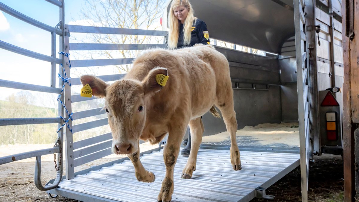 Die Bilder gehen ans Herz: Angekommen in der Kindergarten-Herde: Rind Arielle aus dem Harz beginnt neues Leben auf Gnadenhof in Sachsen mz.de/lokal/quedlinb…