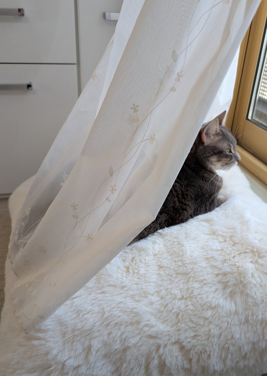 Choco_nikki_'s tweet photo. 優雅すぎる猫
 #ちょこ日記  #猫好きさんと繫がりたい  #ねこのいる幸せ https://t.co/a6RB3pe5Wx