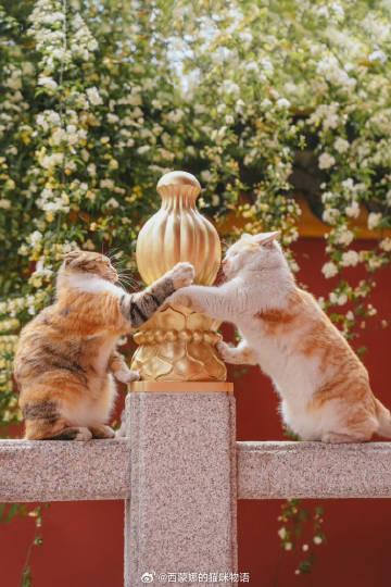 KathyRodri25273's tweet photo. 黄木香下，猫咪的“武林大会”

这激烈的场面，这矫健的身姿，简直是年度最佳动作大片！别问我谁赢了，输赢不重要，气氛到了就行😂😂😂 https://t.co/aTbchvIaJi