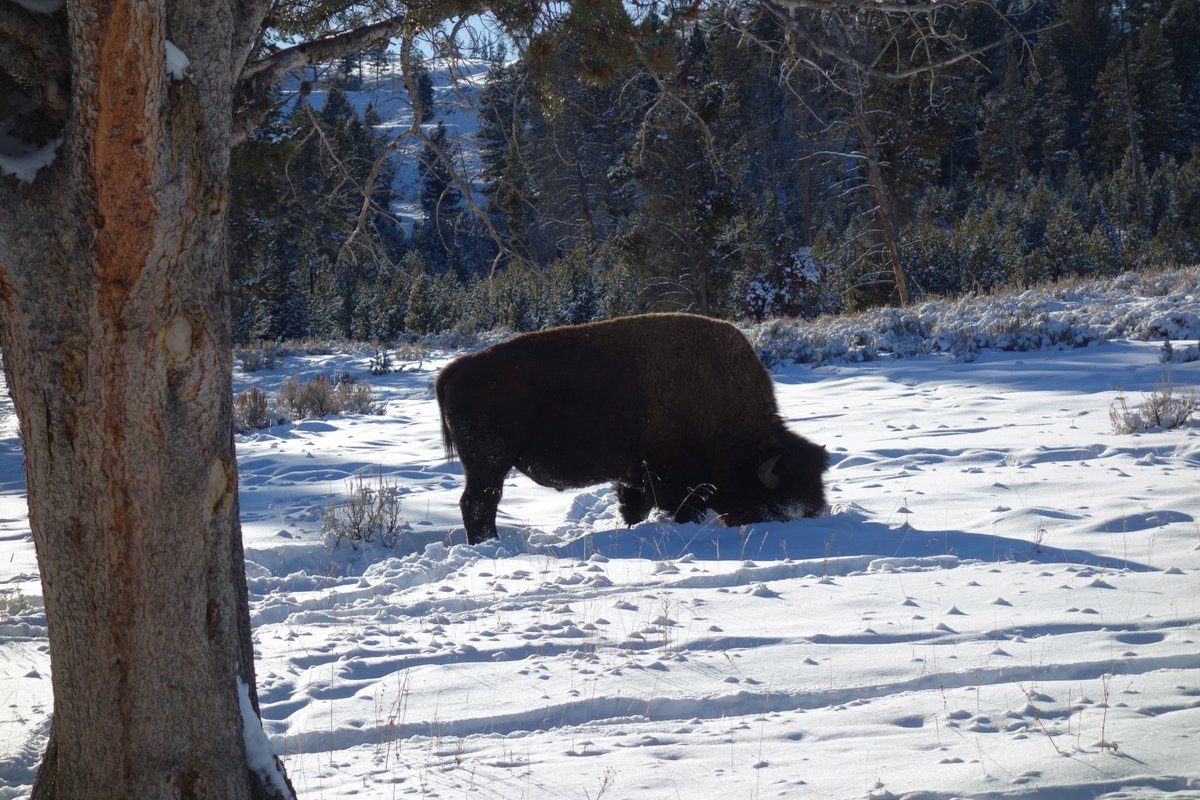 ScottHe69960638's tweet photo. A bison in Yellowstone NP in deep winter. See the trail behind? They use their massive heads to bash the snow out of the way, and will dig a snow-trench across a field. https://t.co/Qeyq4FaR6n