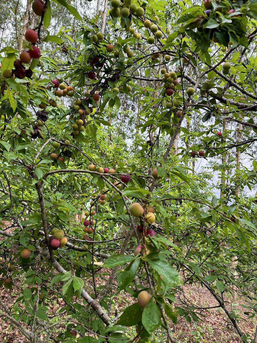 agricul_fruits's tweet image. Straight from the orchard 🍑🌳 #FarmToTable #FreshProduce #OrganicLife