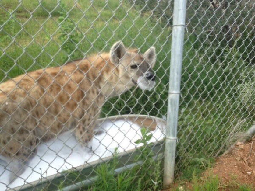 Marcolahiena tweet media