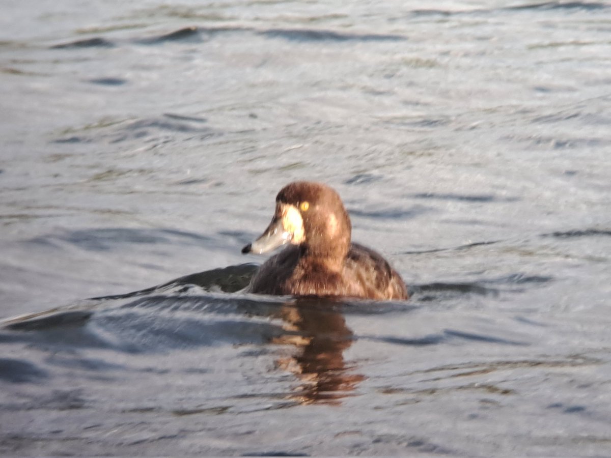YoungStandPipe's tweet photo. Scaup mere old moor @Barnsleybsg https://t.co/f30xs9nr6c