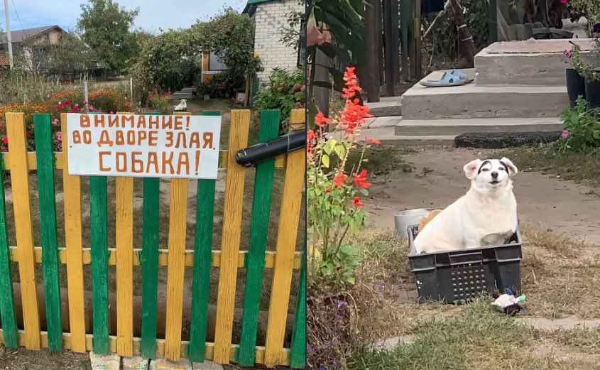 Гррр!!! ЗЛАЯ СОБАКА: Кто не спрятался, всех заулыбаю!

Good Morning!  Доброе Утро! 

#мем #юмор