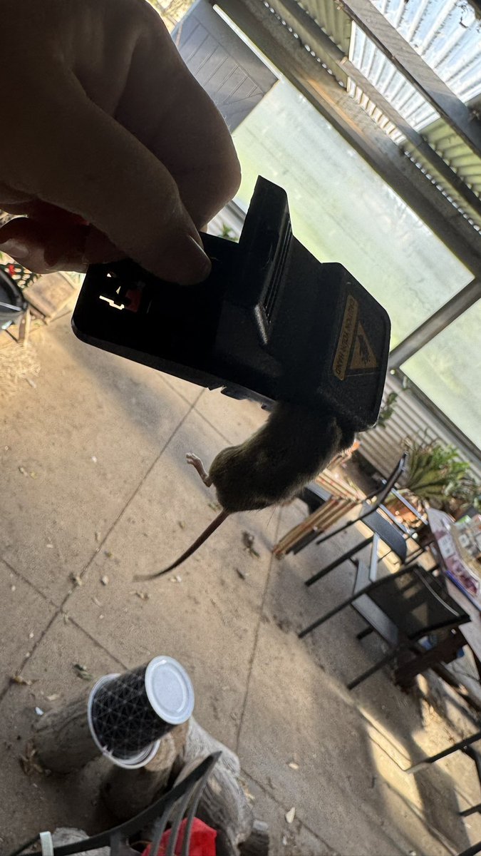 PiggottTash's tweet photo. Bloody mice! We’ve had an influx of the grotty lil beggars over the past month or so. Slowly blocking up the holes with steel wool &amp; catching them in the traps. Frankie thinks they’re fun! https://t.co/qoDnOHOxLJ