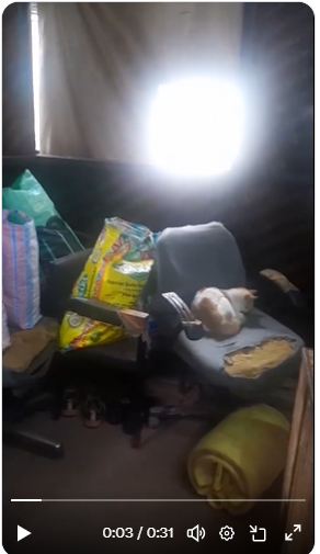 Prieta A tweet media