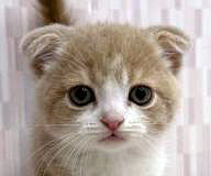 【公式】アニコム | ペット保険（だけじゃない） tweet media