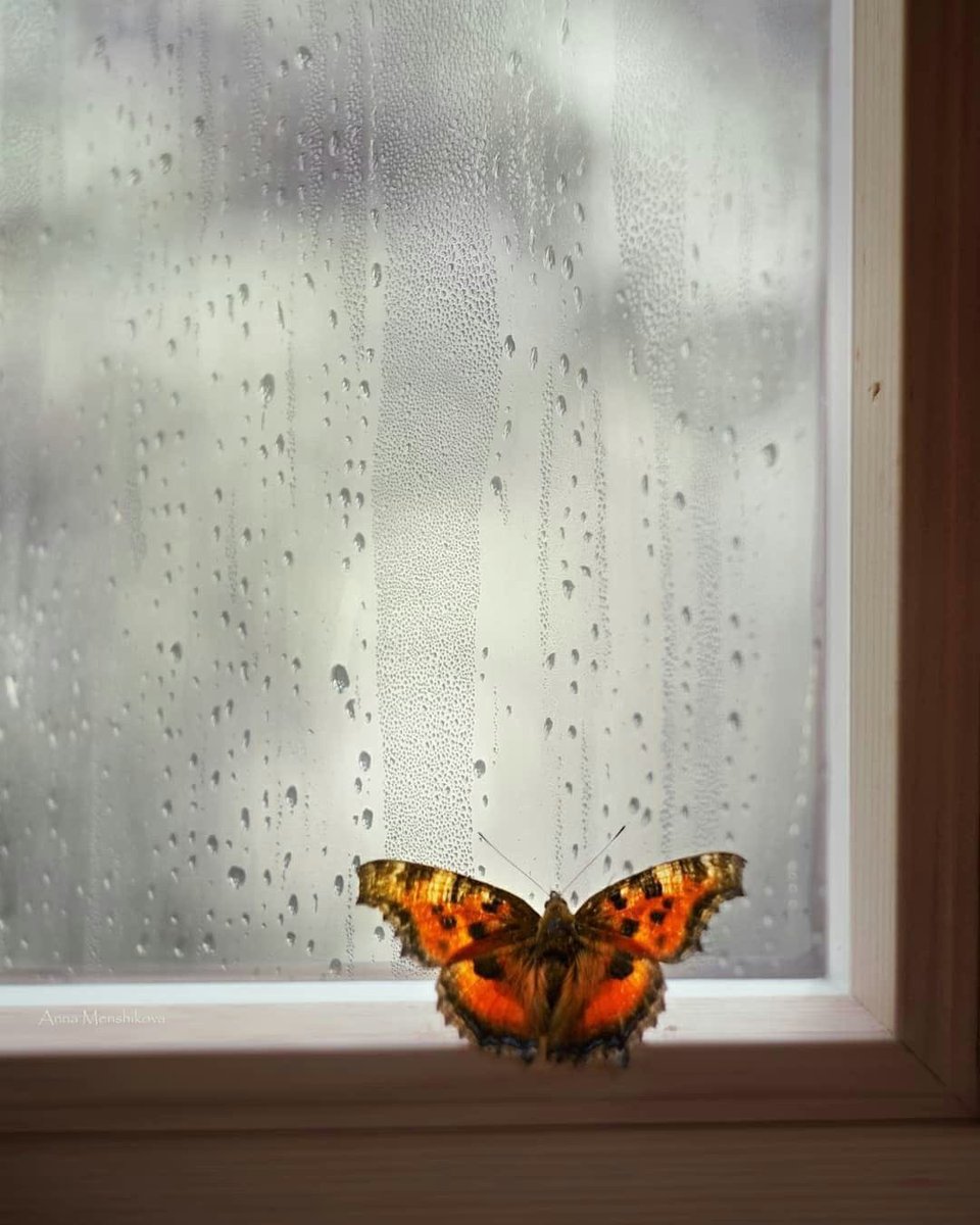 سمو التميمي 🇸🇦 tweet media