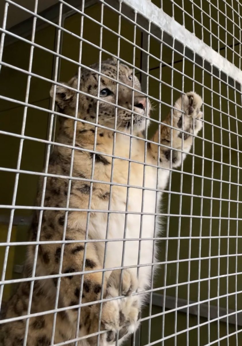 Sneplover45 tweet media