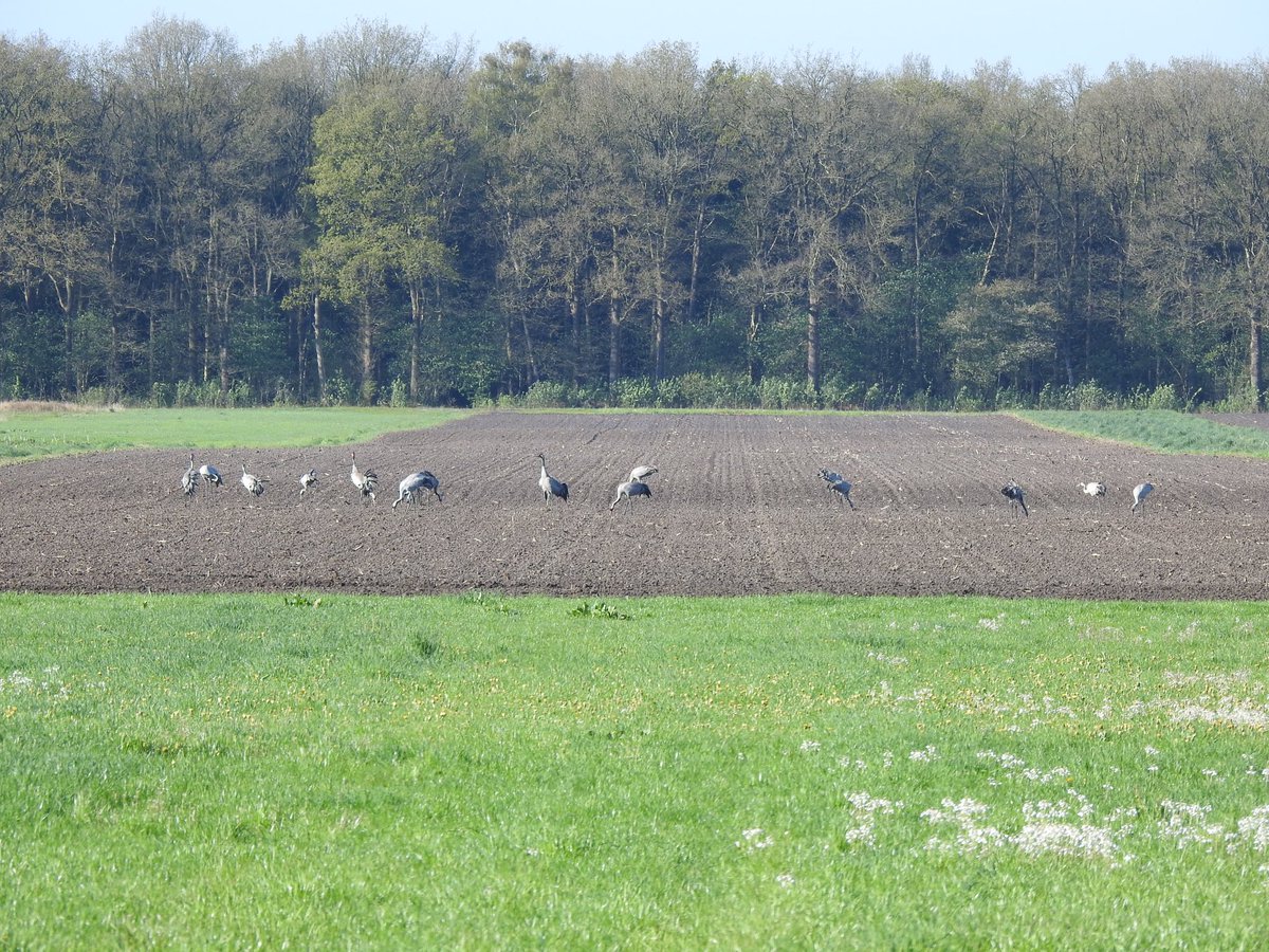 Groeten uit het Fochteloërveen.

Vanochtend al gewekt door kraanvogelgeluiden. Tijdens het rondje met de hond kwam ik er maar liefst 35 tegen! 

Dat was weer een mooi begin van de dag 🤓