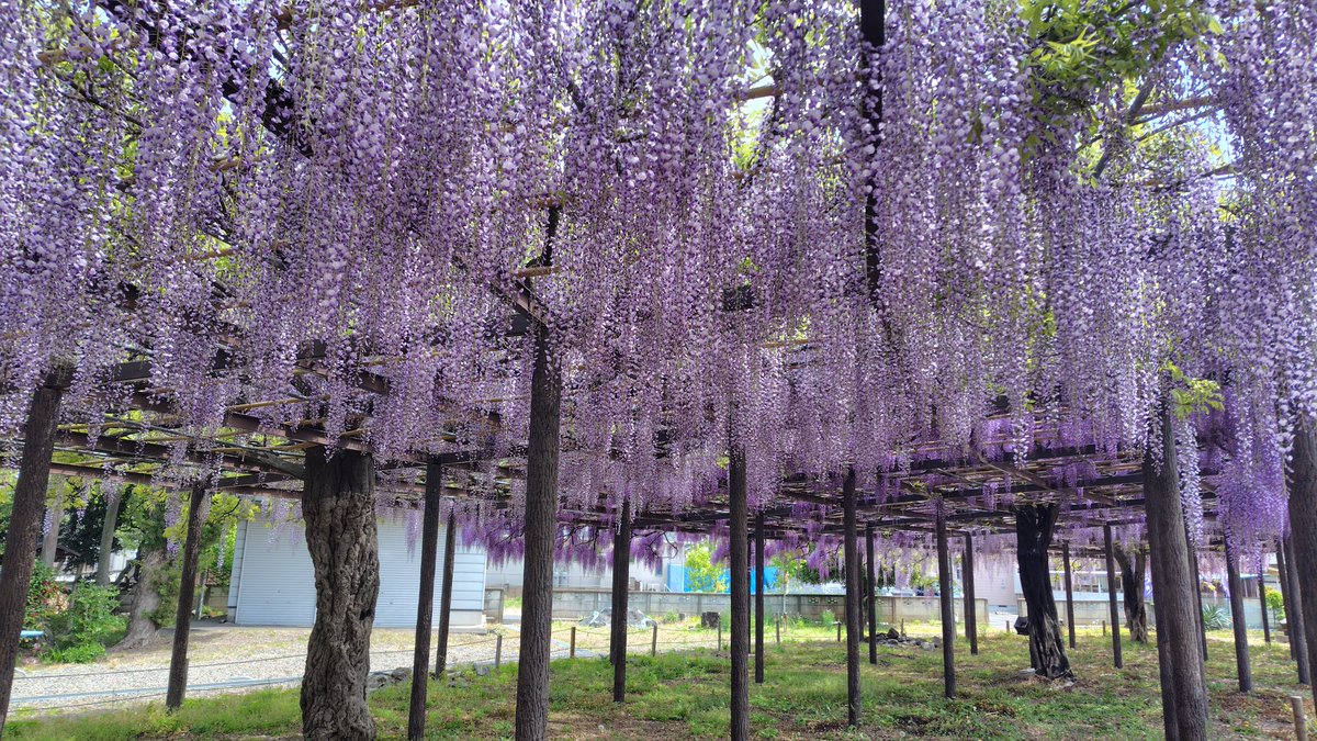 kinsan_desu's tweet photo. #大天白公園の藤棚　香りに癒されます! https://t.co/L0xkxN2Yun
