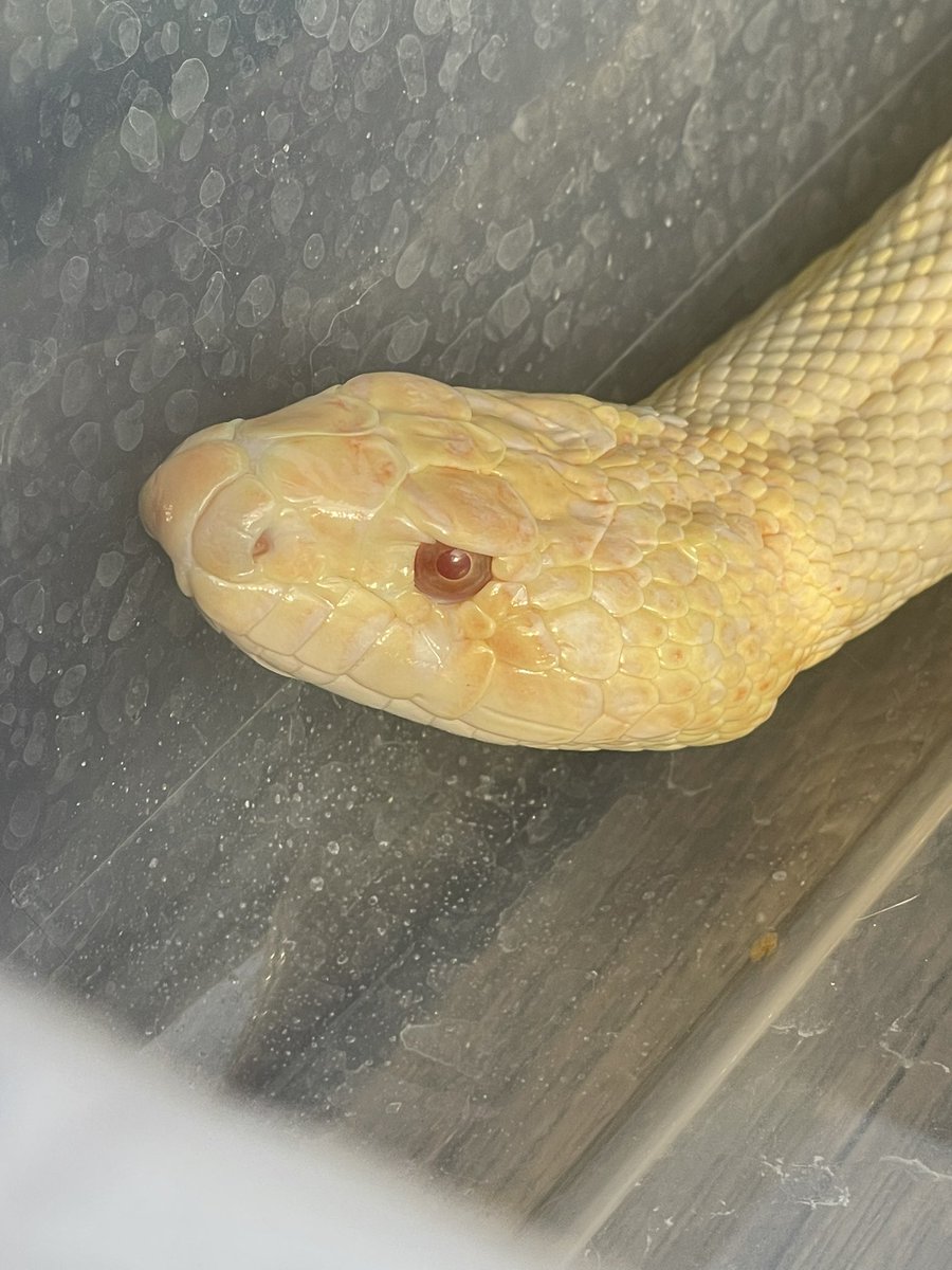 슬링키 tweet media