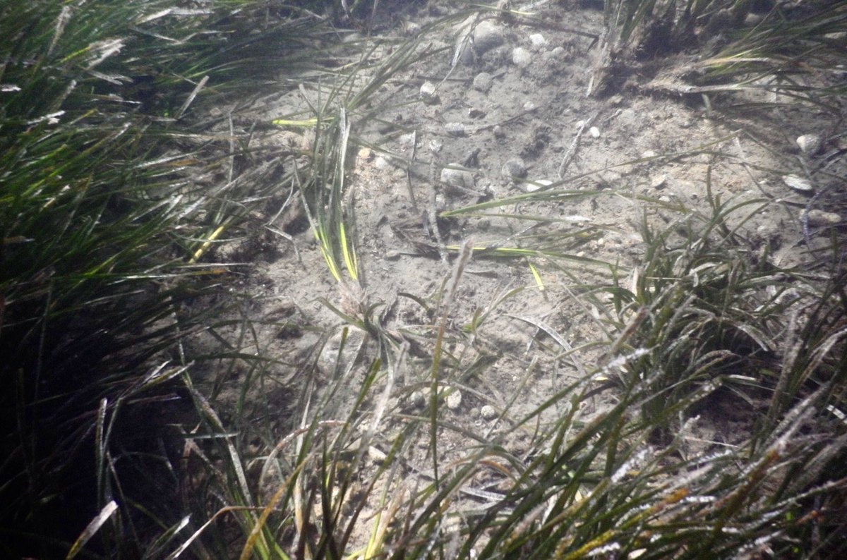 Mert Gökalp tweet media