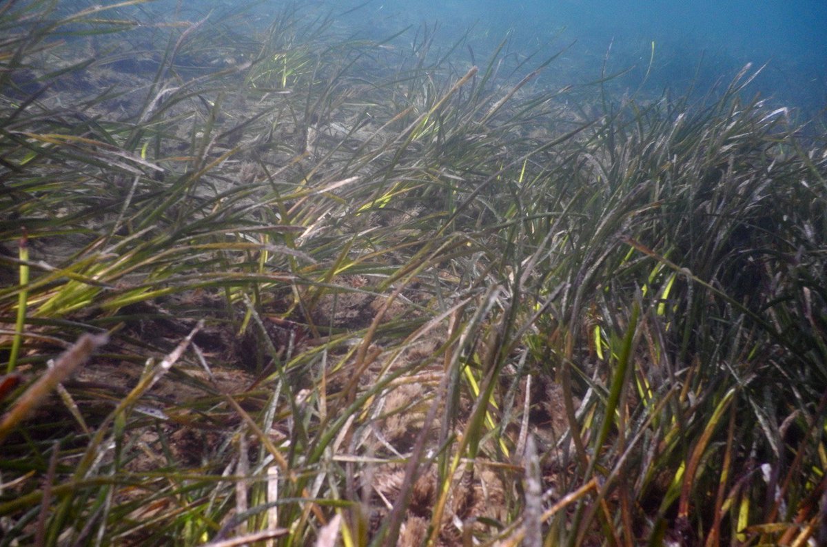 Mert Gökalp tweet media