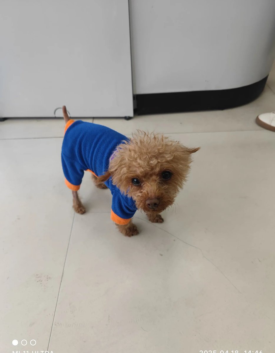 Antonio Rosa tweet media