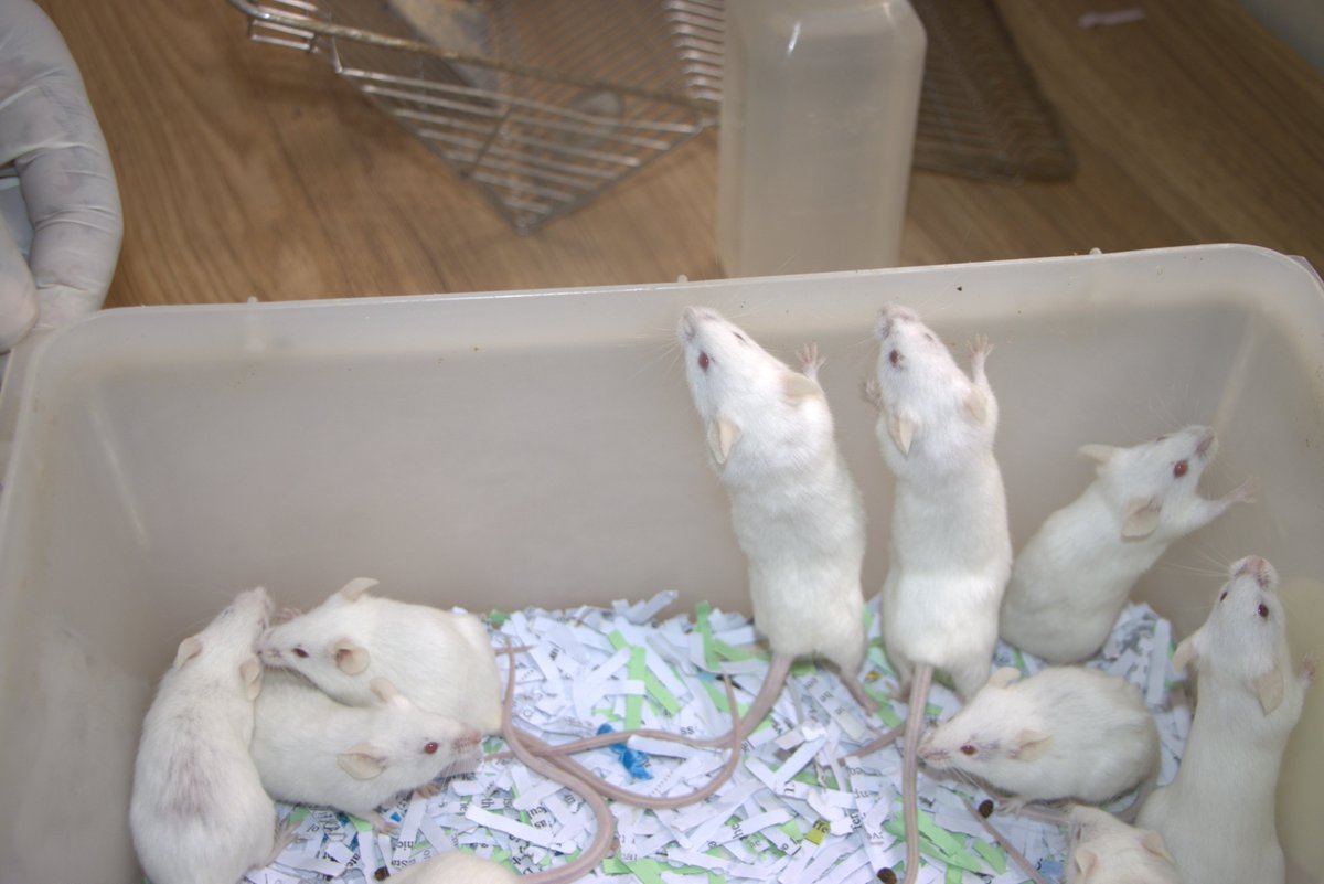 Discover JKUAT tweet media