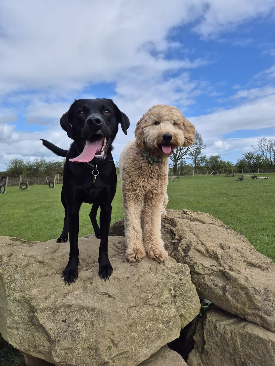 francewitch's tweet image. GOOD MORNING EVERYONE ❤️... I've been up since 2, but Arthur has just got up and been walked 🚶‍♀️.  Happy #TongueOutTuesday 👅, a doubler here ! @@dogcelebration #DogLovers #dogs #dogsoftwitter #dogsofX #labrador #blacklab