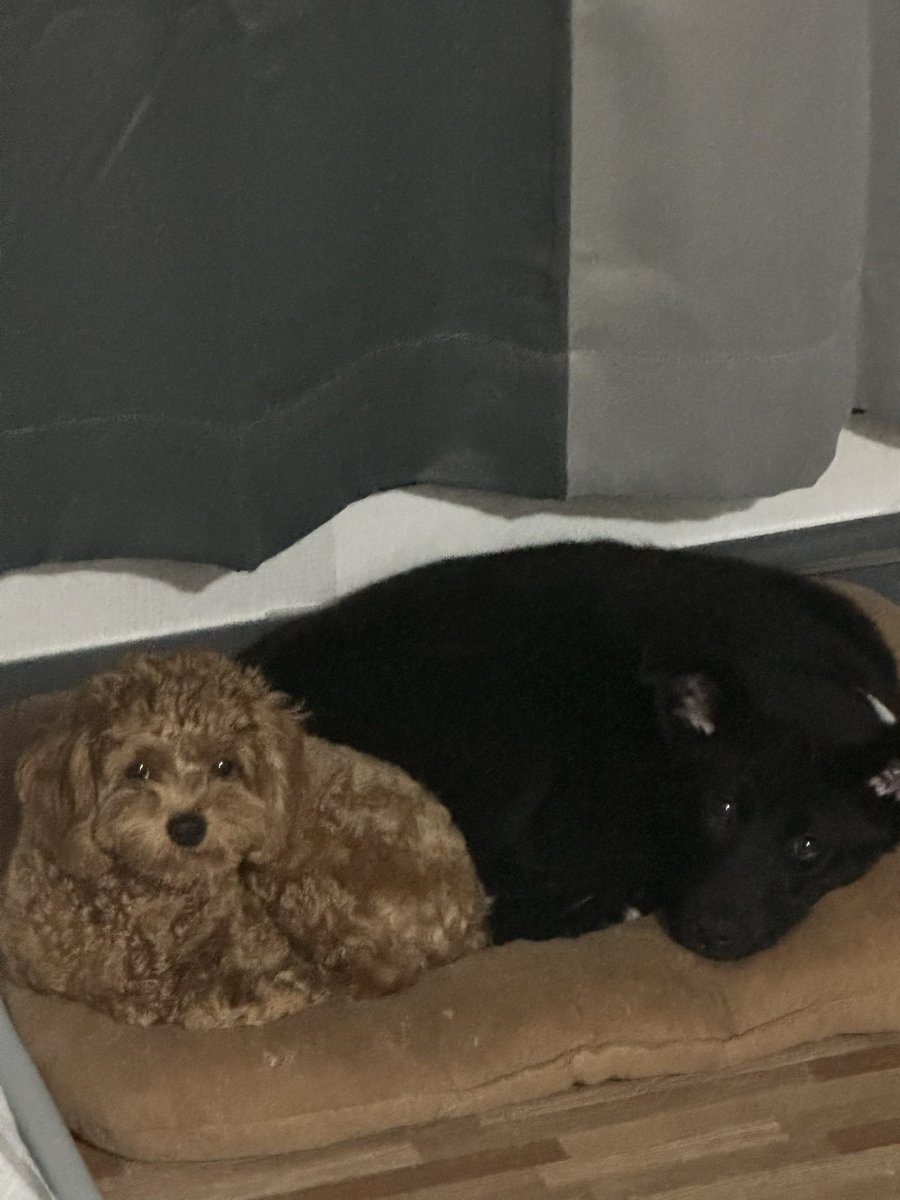 Catdogloverrr's tweet photo. 나의 천사들 소개글

<알팔이🖤>

큰 귀 장착 / 1살 아기 / 밥에 누구보다 진심
사람 좋아함 / 인형은 보면 찢음
가끔 똥도 장난감 취급함(하....) 
결론 : 사고는 치는데 너무 순해서 혼내기도 애매한 타입

<알식이🤎>

갈색 귀요미 / 1살 아기 / 사람은 좀 무서워함
근데 원래는 순하고 귀여움
그리고 진짜 개빠름!! 
결론 : ���심한데 반전 스피드 미쳤음