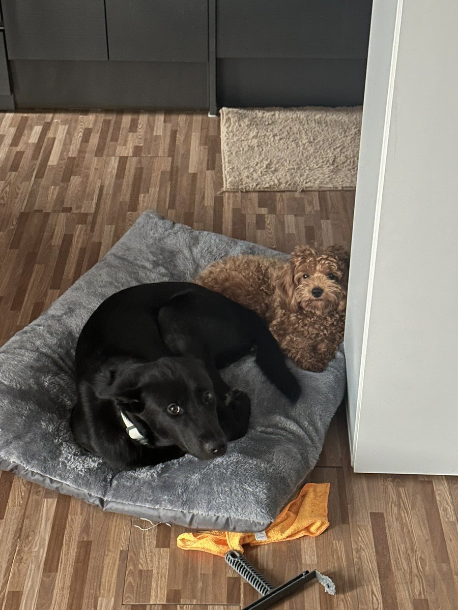 Catdogloverrr's tweet photo. 나의 천사들 소개글

<알팔이🖤>

큰 귀 장착 / 1살 아기 / 밥에 누구보다 진심
사람 좋아함 / 인형은 보면 찢음
가끔 똥도 장난감 취급함(하....) 
결론 : 사고는 치는데 너무 순해서 혼내기도 애매한 타입

<알식이🤎>

갈색 귀요미 / 1살 아기 / 사람은 좀 무서워함
근데 원래는 순하고 귀여움
그리고 진짜 개빠름!! 
결론 : ���심한데 반전 스피드 미쳤음