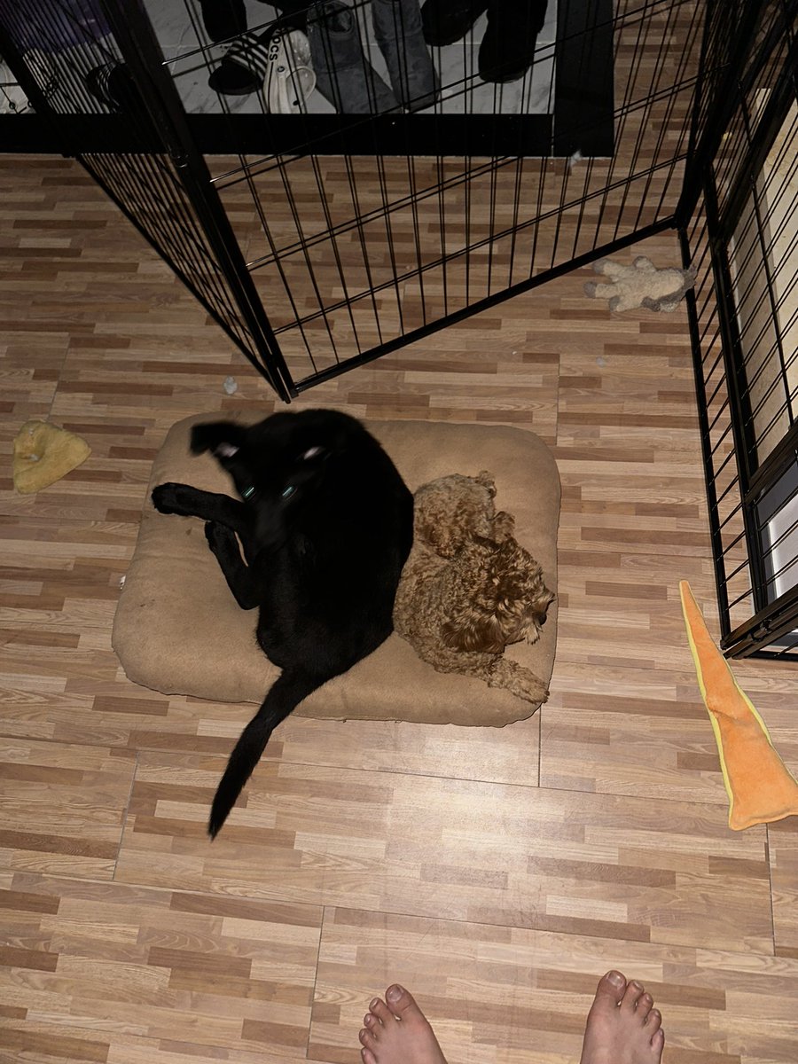 Catdogloverrr's tweet photo. 나의 천사들 소개글

<알팔이🖤>

큰 귀 장착 / 1살 아기 / 밥에 누구보다 진심
사람 좋아함 / 인형은 보면 찢음
가끔 똥도 장난감 취급함(하....) 
결론 : 사고는 치는데 너무 순해서 혼내기도 애매한 타입

<알식이🤎>

갈색 귀요미 / 1살 아기 / 사람은 좀 무서워함
근데 원래는 순하고 귀여움
그리고 진짜 개빠름!! 
결론 : ���심한데 반전 스피드 미쳤음