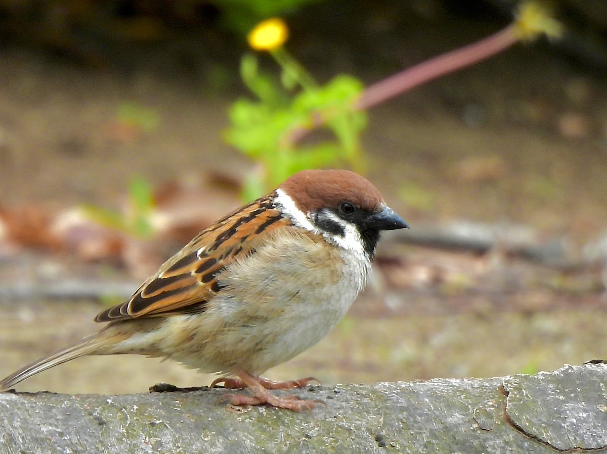 hamutaro_fl's tweet image. 今日も近くの公園で見かけたスズメさん。かわいい
#p950