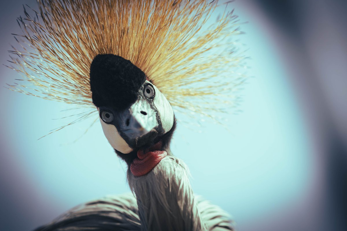 poripori129's tweet image. お疲れ様です！
実はマレーシアゾウを見に来たついでに、前回失敗したテレコンのリベンジにも来ました。
今回は成功したんじゃないでしょうか。
#天王寺動物園
#写真好きな人と繫がりたい
#photography
#キャノン党でほめあいたい