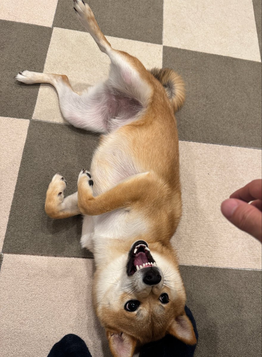 k_3team's tweet photo. 最近へそ天するようになったの！
見て！！

#柴犬 https://t.co/CUQmjdDrmu
