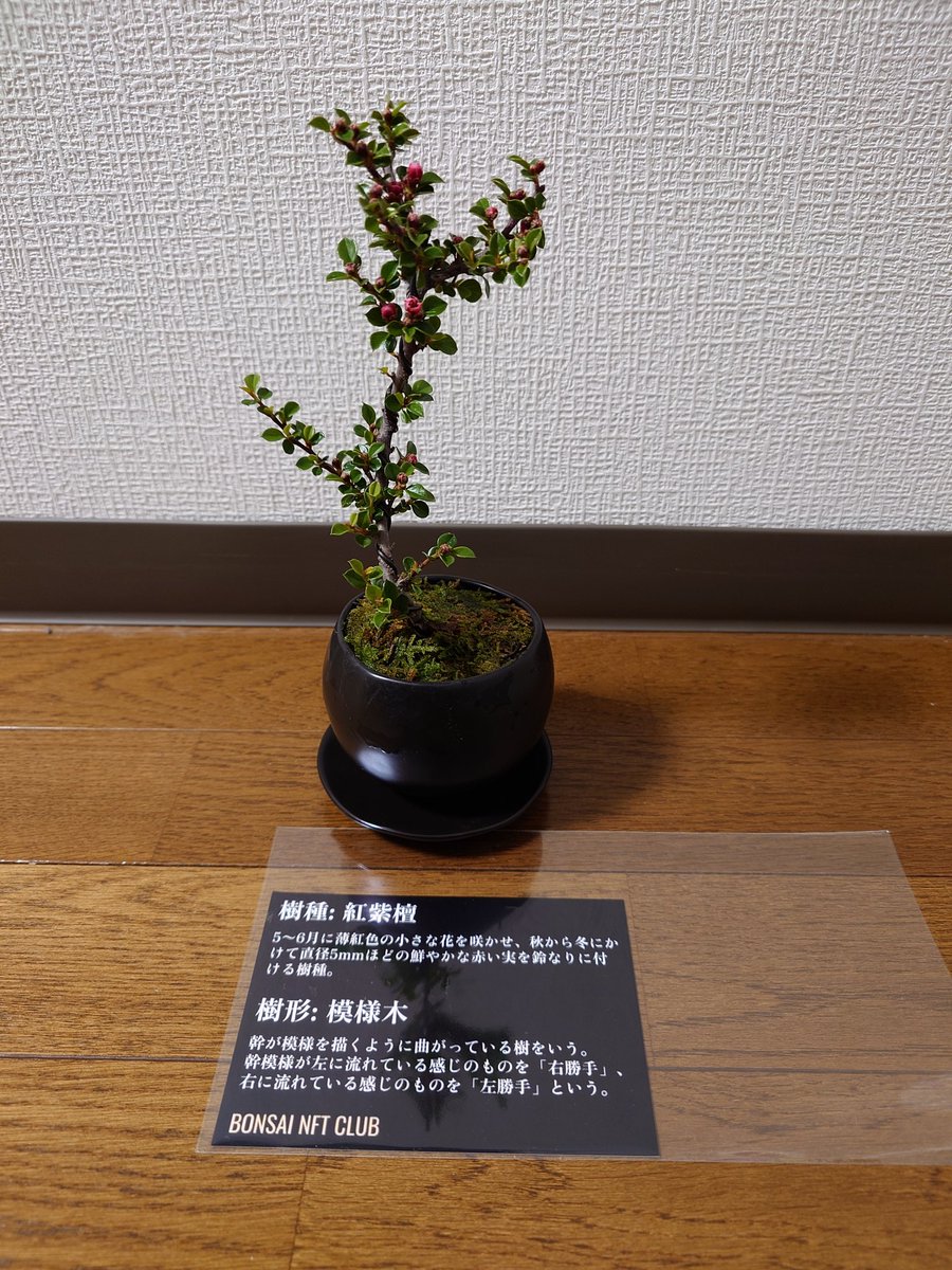 ANGEL5039124722's tweet image. 盆栽届きました〜！🌳
着々と数が増えていく
今回のはピンクが入っていてカワイイ☺️
#盆栽100傑
#BONSAI 
#BONSAICOIN
#BONSAINFTCLUB