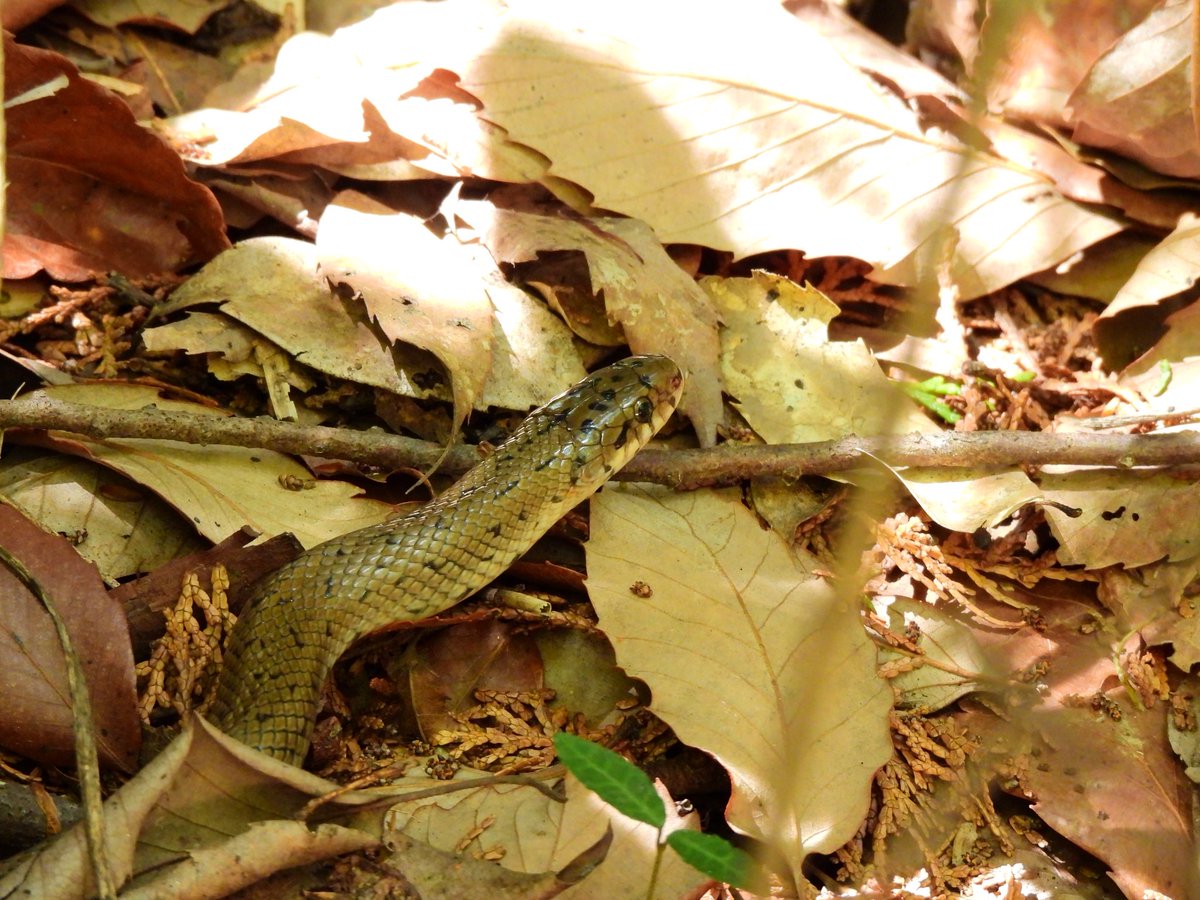 hamutaro_fl's tweet image. 高尾山の動物たち
ジムグリ
ガビチョウ
ニホントカゲ
コゲラ
#p950
#高尾山