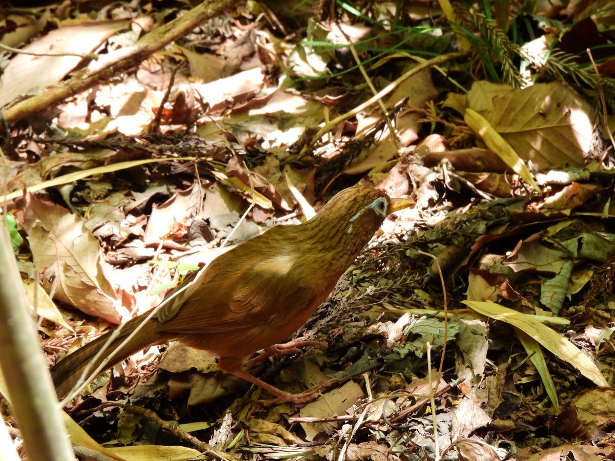 hamutaro_fl's tweet image. 高尾山の動物たち
ジムグリ
ガビチョウ
ニホントカゲ
コゲラ
#p950
#高尾山