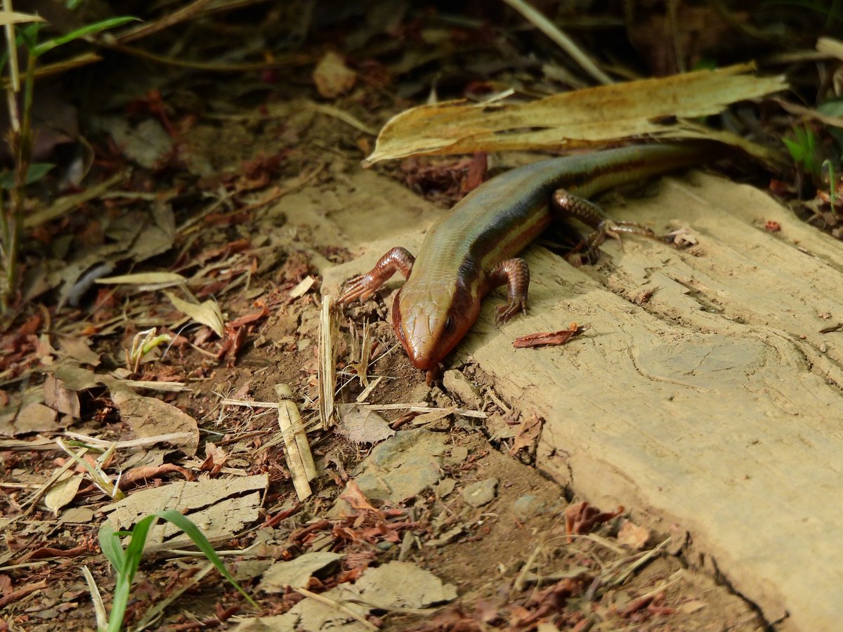 hamutaro_fl's tweet image. 高尾山の動物たち
ジムグリ
ガビチョウ
ニホントカゲ
コゲラ
#p950
#高尾山