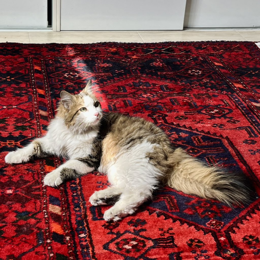 ملیکا tweet media