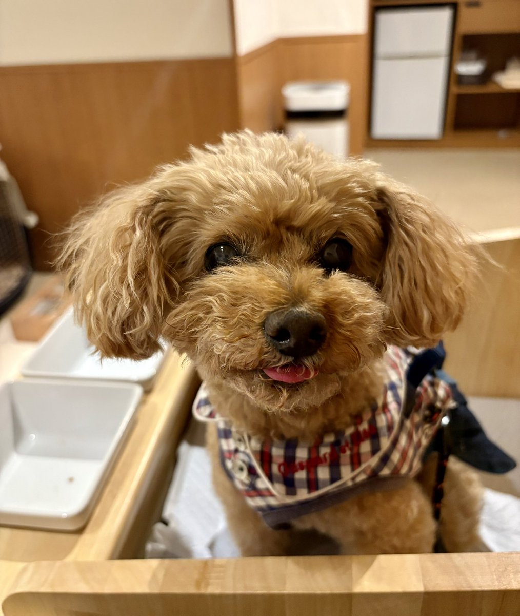 茶子がいる日々（トイプードル🐾ちゃこ） tweet media