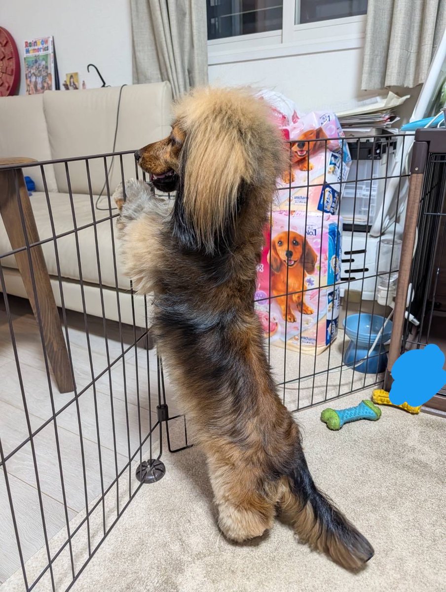 おこげ(大爆発) tweet media